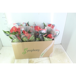 ANTHURIUM QUERIDA P15