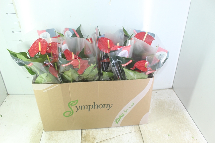 <h4>ANTHURIUM QUERIDA P15</h4>