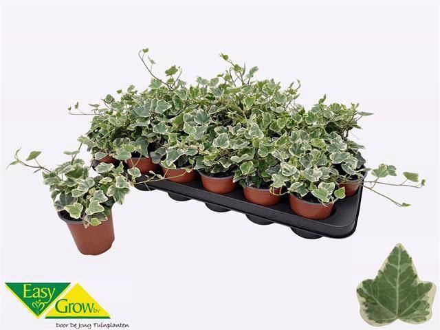 <h4>Hedera helix 'White Wonder'</h4>