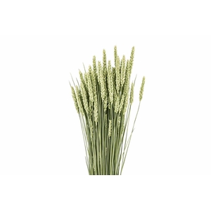 !! PROMO !! DIRED PHALARIS NATURAL BUNCH