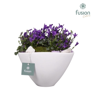 Keramieken pot bootvorm met arrangement Campanula 24uur levertijd
