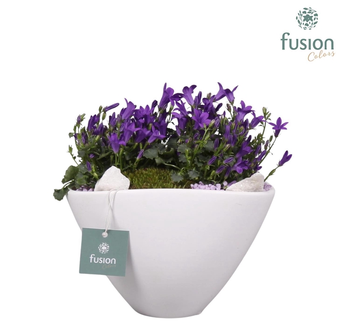 <h4>Keramieken pot bootvorm met arrangement Campanula 24uur levertijd</h4>