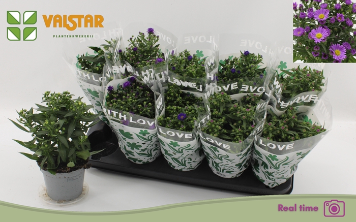 <h4>ASTE STARL GEM</h4>