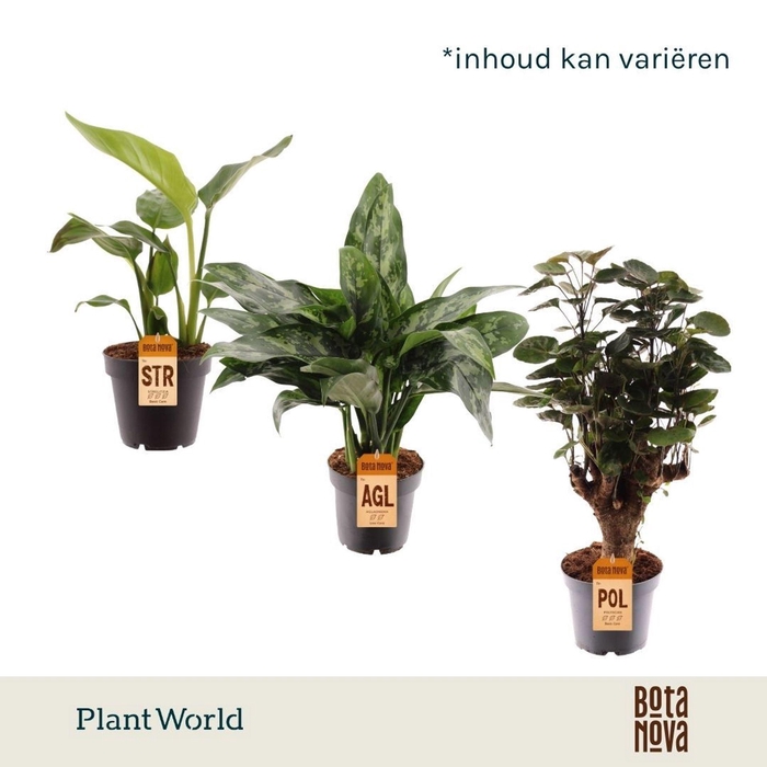 <h4>kamerplanten</h4>
