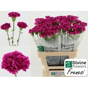 Dianthus ST 'Frenesi'