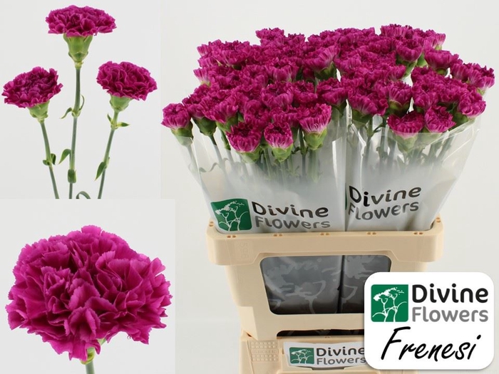 <h4>Dianthus ST 'Frenesi'</h4>