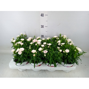 Dianthus  'Oscar White And Red'