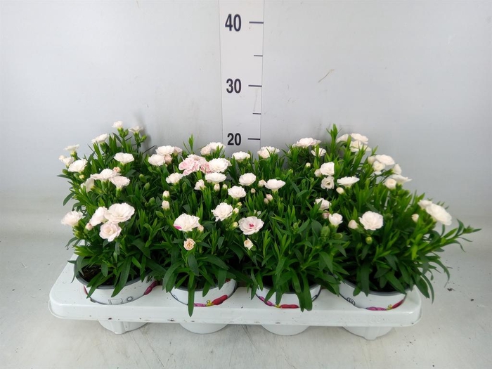 <h4>Dianthus  'Oscar White And Red'</h4>