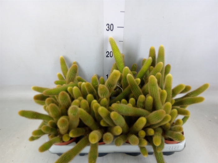 <h4>Cactus   ...hangingplants</h4>