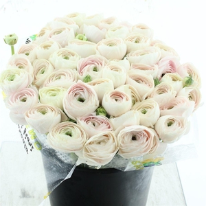 Ran Su Sr Hanoi Extra