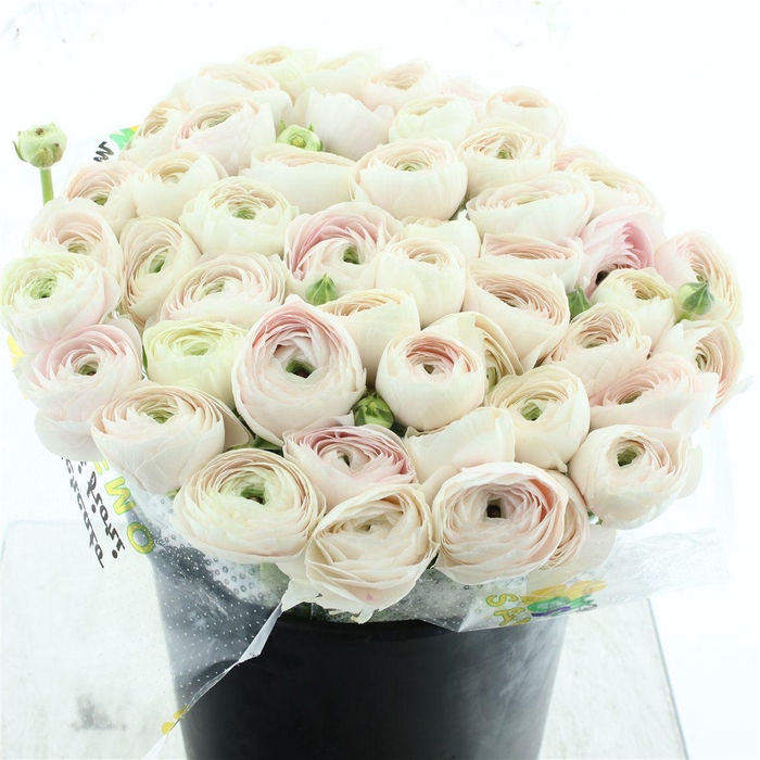 <h4>Ran Su Sr Hanoi Extra</h4>