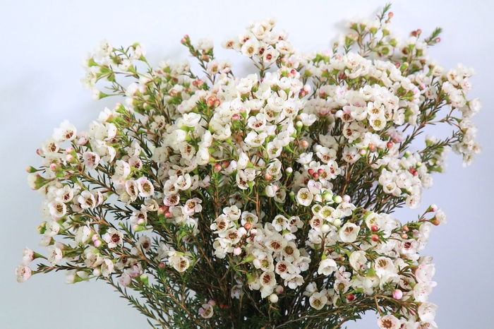 <h4>Chamelaucium Moonlight Delight</h4>