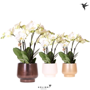 Kolibri Orchids Phalaenopsis Ghent 4spike in Scandic pot mix