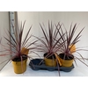 Cordyline Electric Pink