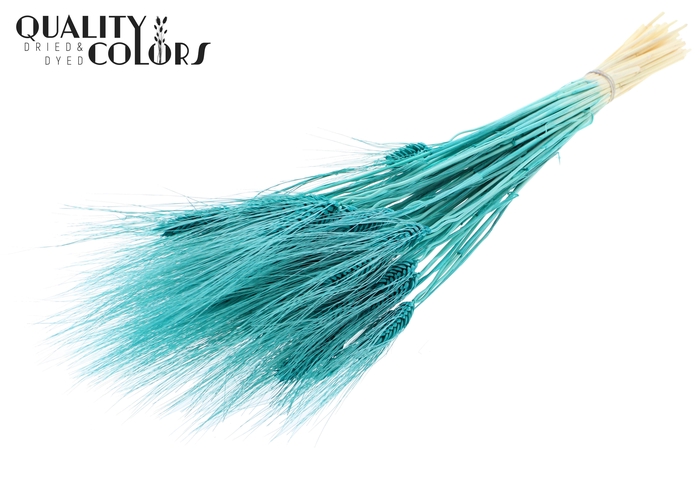<h4>Triticum Beard per bunch Intense Turquoise</h4>