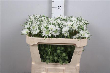 <h4>Scabiosa cauc.   ...</h4>