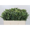 Pittosporum Ilan