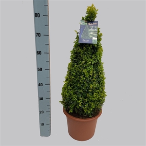 Buxus Sempervirens Pyramide   26/TC7.5