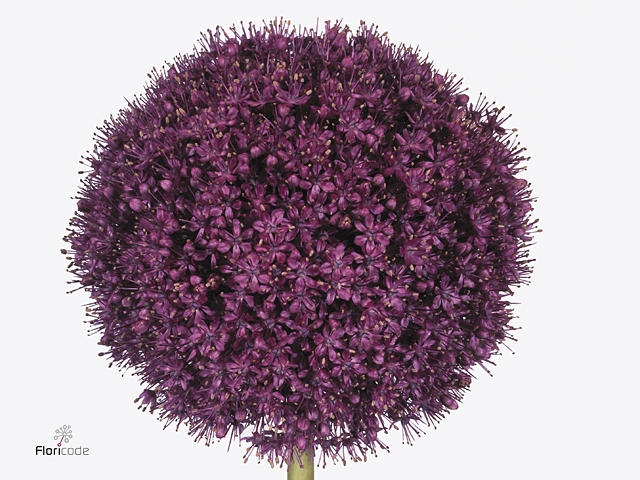 Allium Giganteum