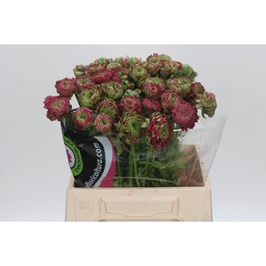 Ranunculus Pon Pon Fanny Super