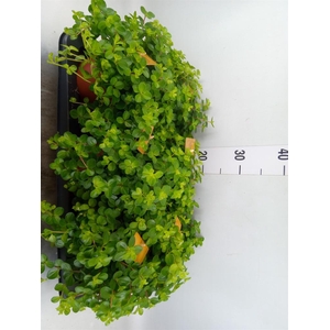 Peperomia rotundifolia