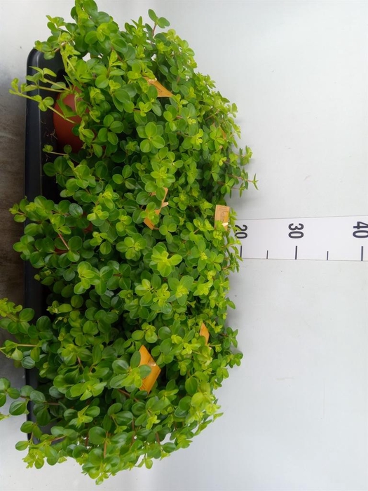 <h4>Peperomia rotundifolia</h4>