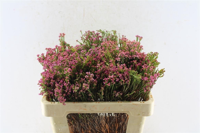 <h4>Kaaps Erica Pink</h4>