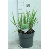 Miscanthus Sinensis Zebrinus