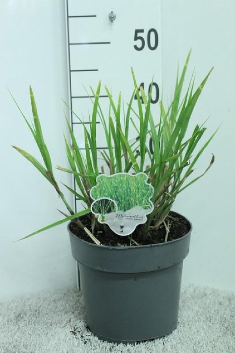 <h4>Miscanthus Sinensis Zebrinus</h4>