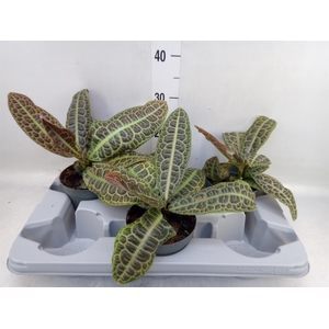 Labisia obtusifolia 'Kura Kura'