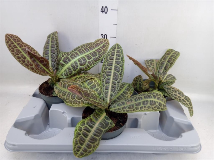 <h4>Labisia obtusifolia 'Kura Kura'</h4>