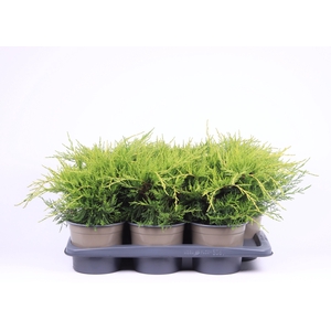 Juniperus x pfitzeriana 'Old Gold'