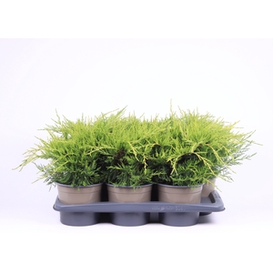 Juniperus x pfitzeriana 'Old Gold'