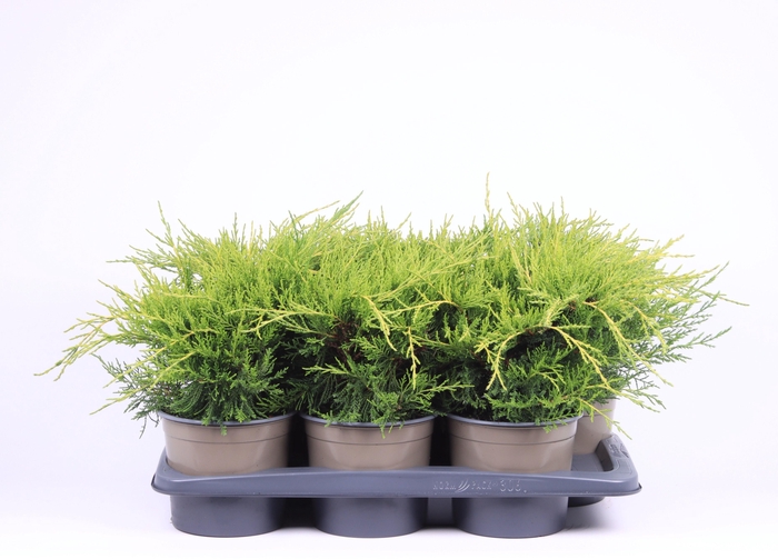 <h4>Juniperus x pfitzeriana 'Old Gold'</h4>