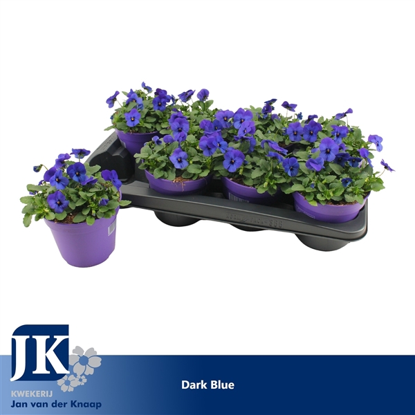 <h4>Viola Cornuta Dark Blue</h4>