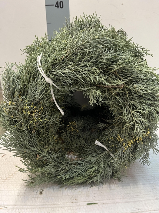 <h4>KRANS HALF GEBOND H%</h4>