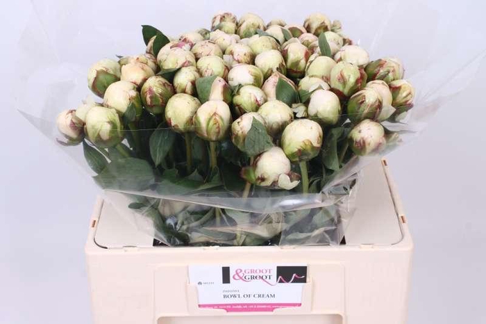 <h4>Paeonia Bowl Of Cream</h4>