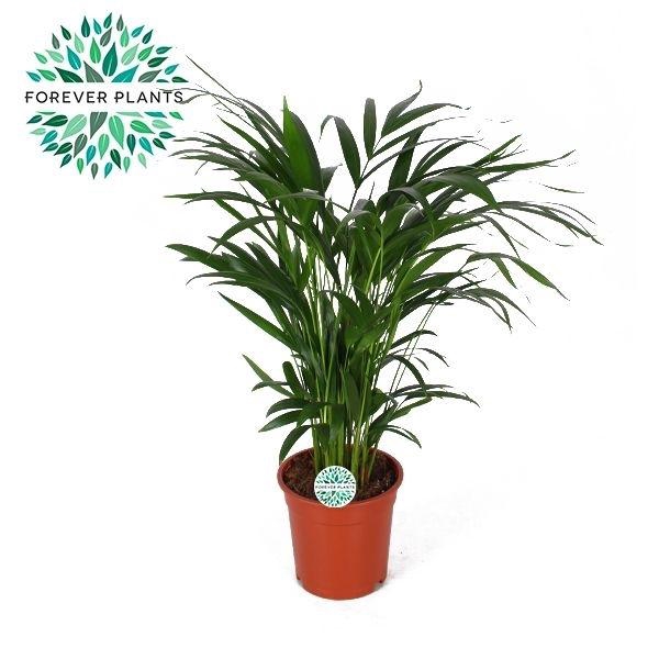 <h4>Chrysalidocarpus lutescens overig</h4>