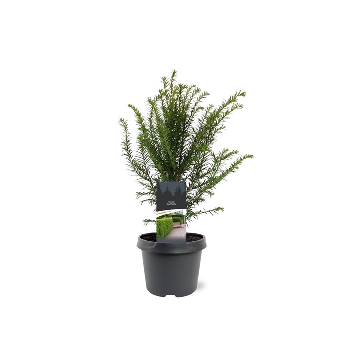 <h4>Taxus baccata</h4>