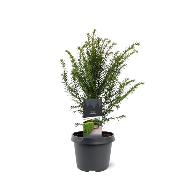 <h4>Taxus baccata</h4>