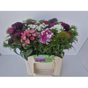 DI BARB MIX BD pro Eimer ANGEBOT
