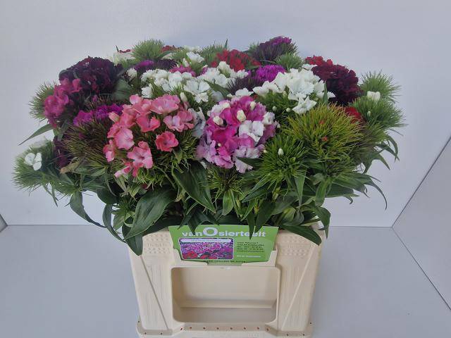 <h4>DI BARB MIX BD pro Eimer ANGEBOT</h4>