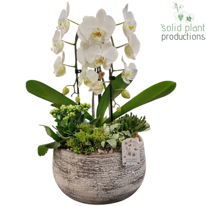 <h4>PH031 Dakota White</h4>