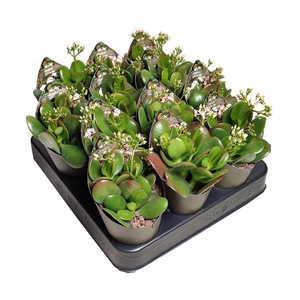 CRASS OVATA