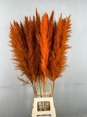 <h4>Df Pampas 130cm Orange</h4>