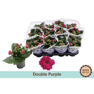 Kalanchoë Double Purple