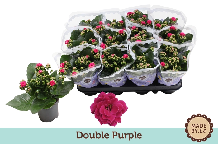<h4>Kalanchoë Double Purple</h4>