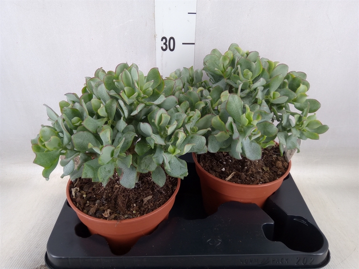 <h4>Crassula arborescens subsp. undilat</h4>