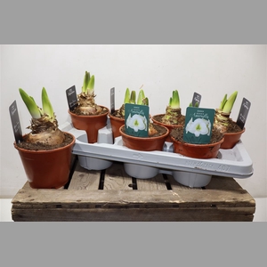 Hippeas Denver White