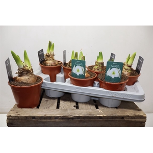 arr8 Hippeas Denver White